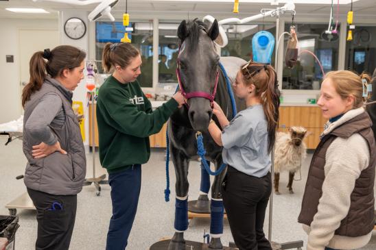 Four veterinary students standing and working on a  black model horse.