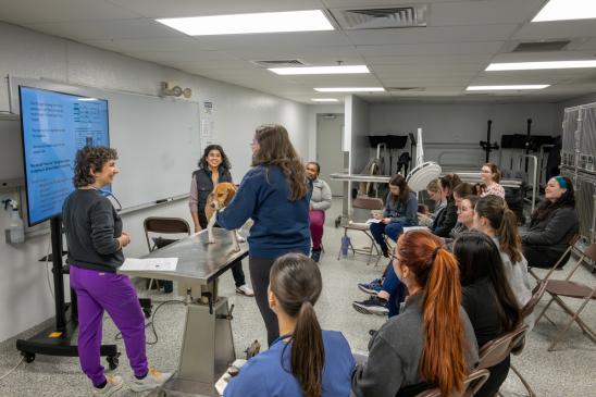 A group of veterinary students sit and watch two students with a beagle on an exam table.