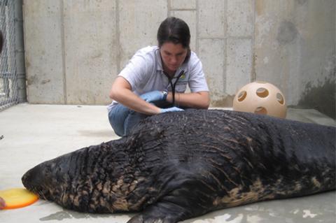 Katharine Hope Gordon works with a seal