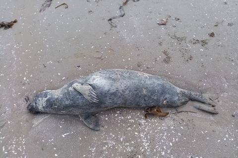 dead seal washed up on a beach
