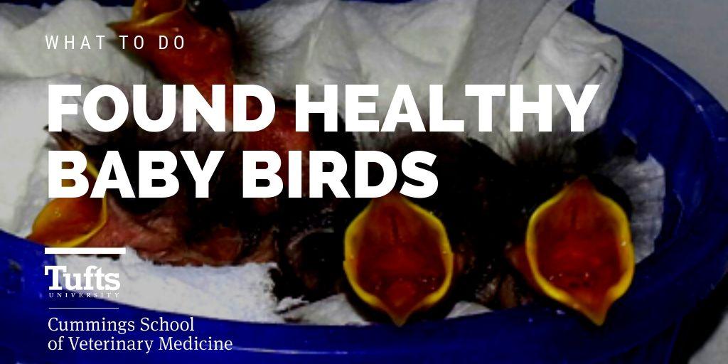 feature image for orphaned baby birds
