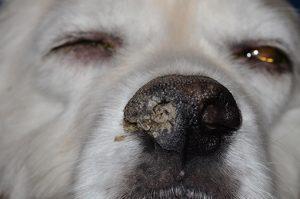 Close up of a dog's face