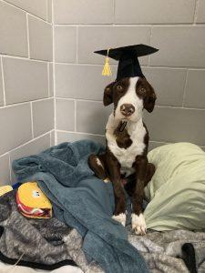 mixed breed dog wearing a graduation cap after fully recovering from Leptospirosis