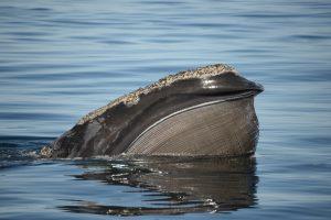 North Atlantic Right Whale (NARW) poking it's head out of the water