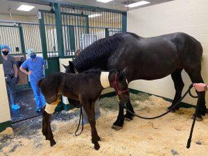 A mare and her filly resting in a recovery room at Tufts Equine Center