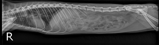 ventrodorsal radiographic projection