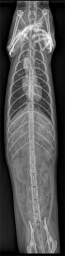 Lateral radiographic projection