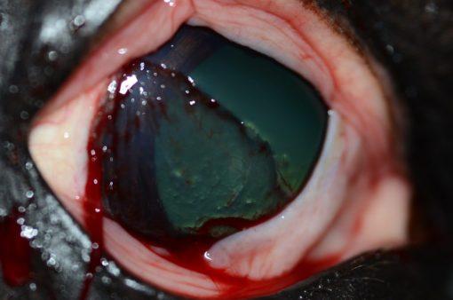 Close up of horse's eye post operation.