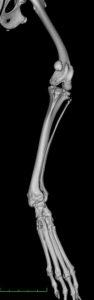 Image of s deformed horse leg bone