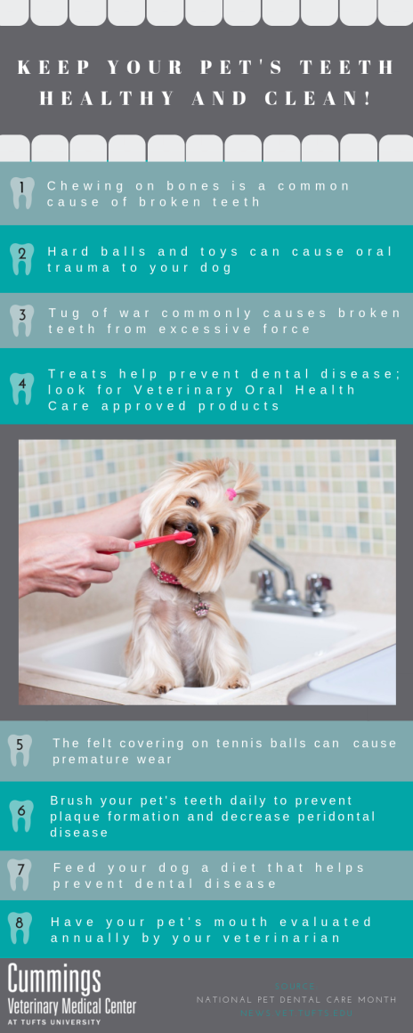 A poster with tips to help keep your pets' teeth healthy.