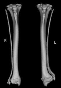 Images of horse leg bones