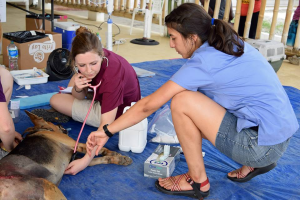 Students at Project Samana checking a dog's heartbeat