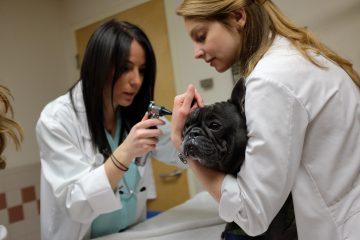 Pug is examined by resident and students