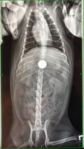 x-ray of small dogs stomach showing an ingested pennie