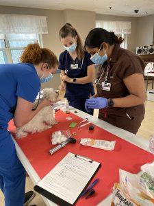 veterinary students practicing clinical skills on a little white dog