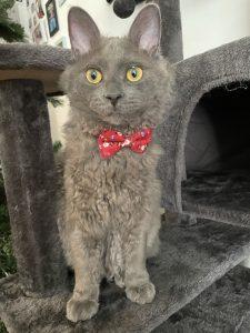 grey cat with gold eyes wearing a red bow tie collar stairing at the screen