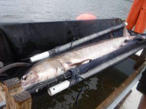 A sturgeon ready for data collection
