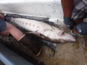 A sturgeon receives a drink of water shortly before being weighed in a sling