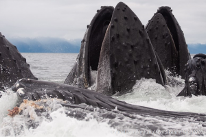 Humpback Whales eating herring