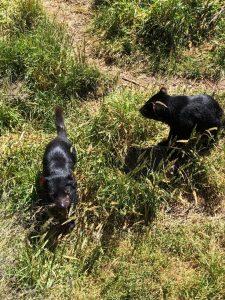 Two Tasmanian Devils playing