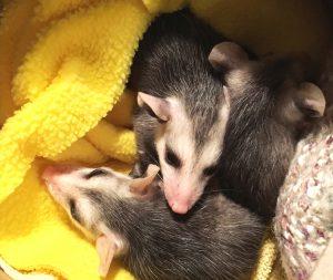 Baby opossums