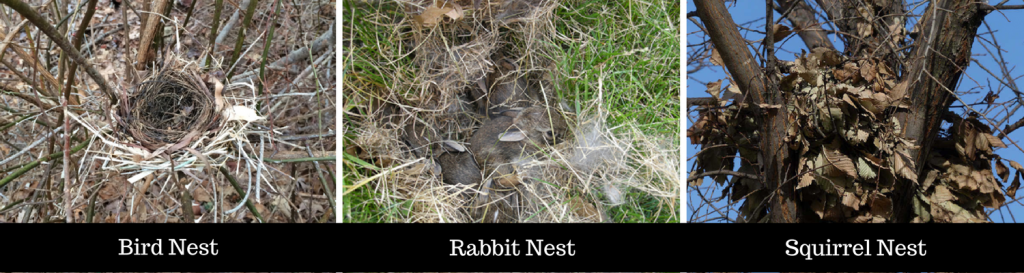 Bird, Rabbit and Squirrel nests
