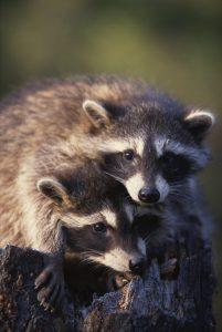 Two baby Raccoons