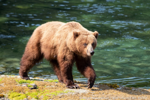 Brown bear walking next to the water fishing for salmon