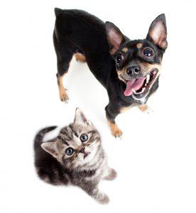 dog and kitten top view isolated on white