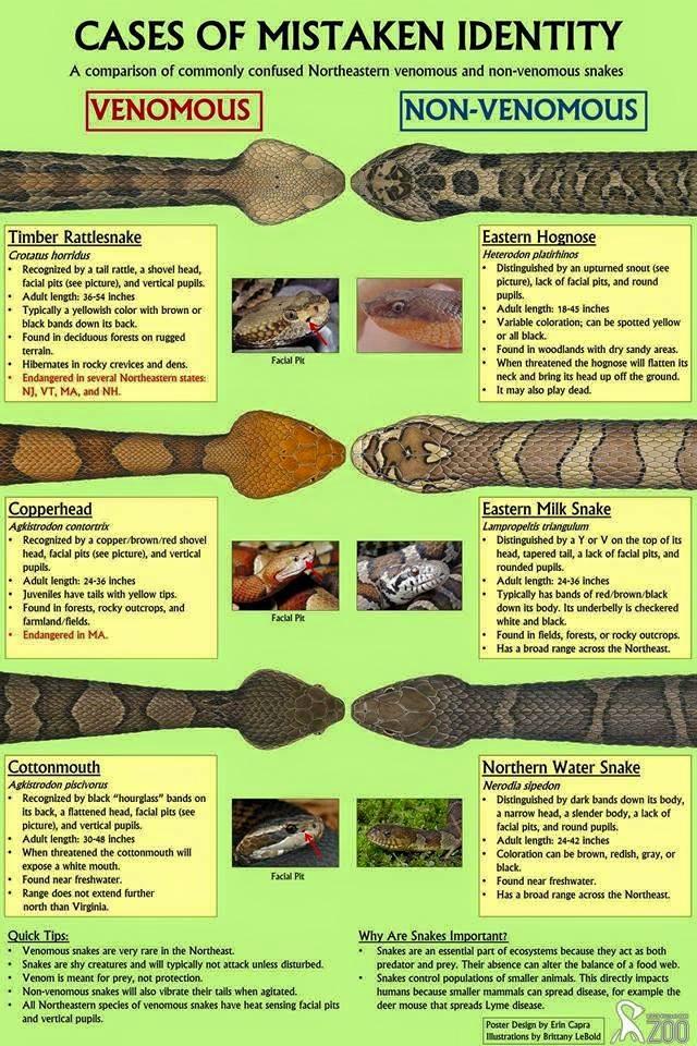 Guide for Identifying Venomous Snakes of MA