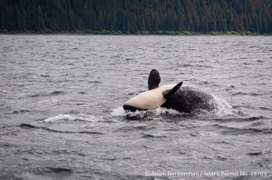 Killer whale leaping out of the water