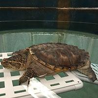 Picture of a snapping turtle