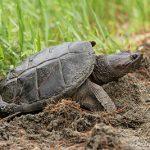 Snapping turtle