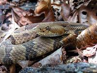 A Timber Rattle Snake