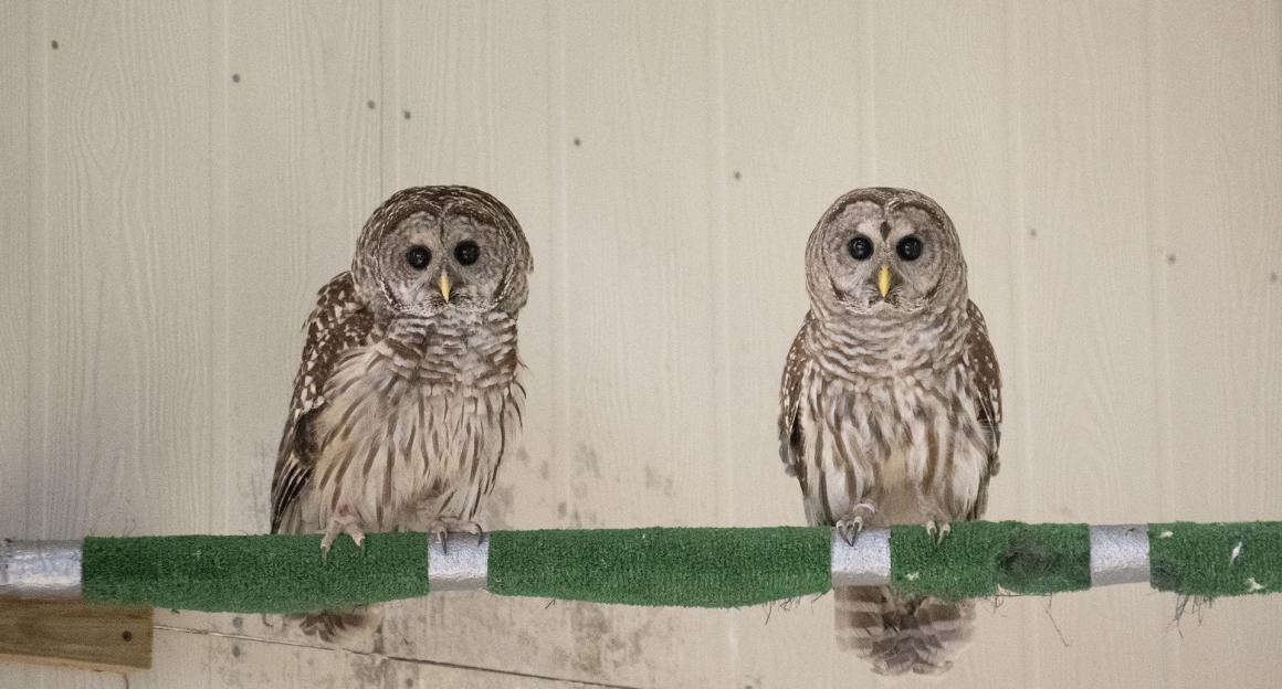 two owls