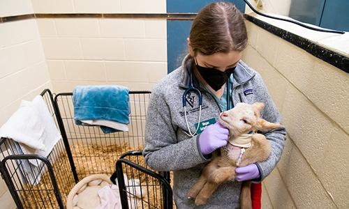 student caring for a baby lamb at hospital for large animals