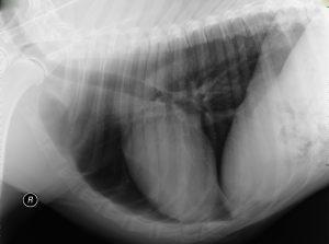 Chest x-ray from a normal dog. Note the heart size and the relatively black lung fields