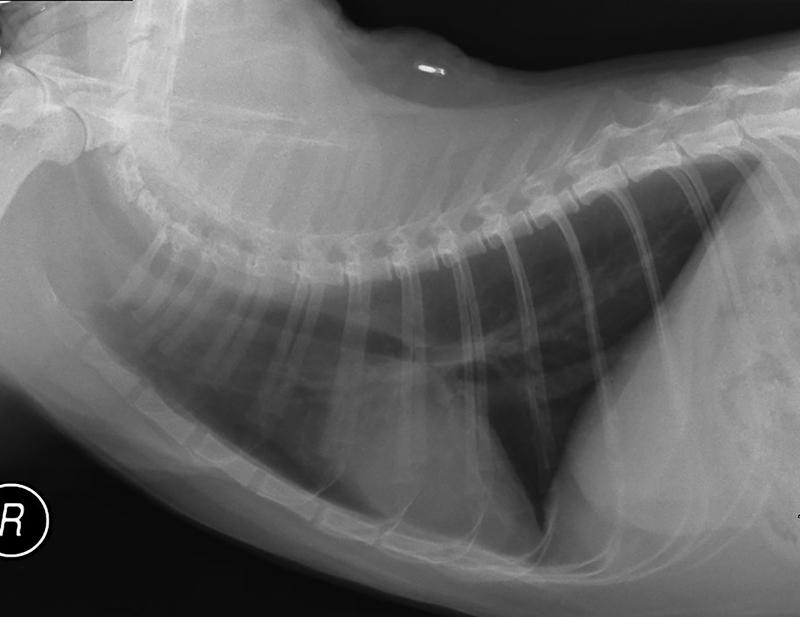X-ray of a cat with mild hypertrophic cardiomyopathy (HCM). The heart is only mildly enlarged, and the lung fields are black.