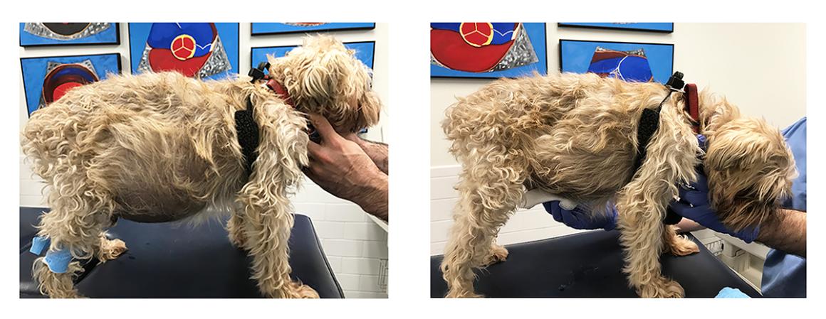 Two images of the same dog, on the left with a distended belly and on the right with a much smaller belly.