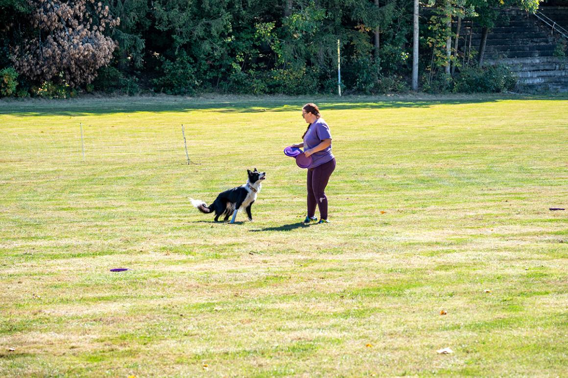 A person wearing a purple shirt holds a purple disc with a black and white dog on a field in the sun.
