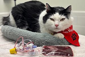 black and white cat that donated a pint of blood.