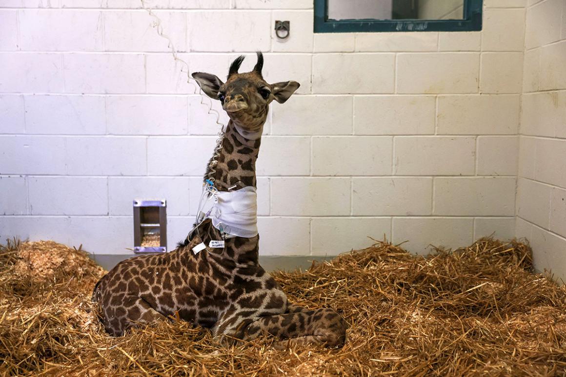 A brown Masai giraffe sitting down on hay in an exam room.
