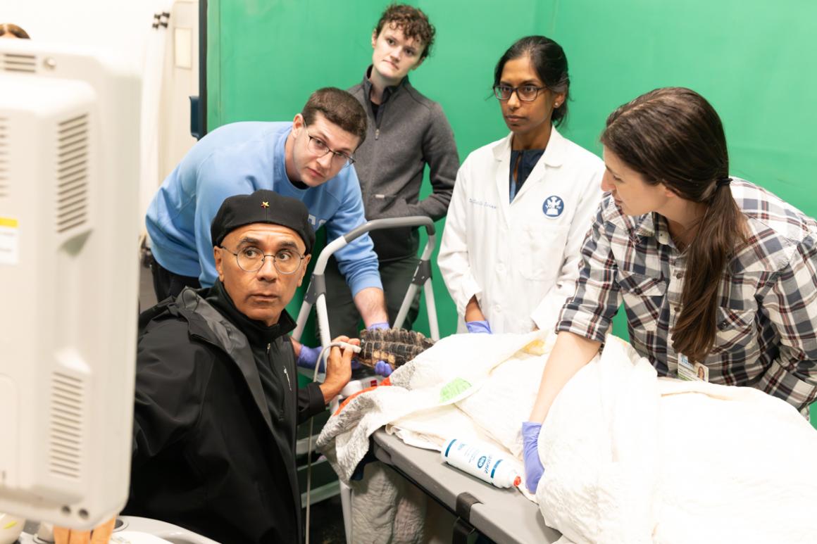 A team of five veterinarians is performing an ultrasound on an alligator receiving medical care. 