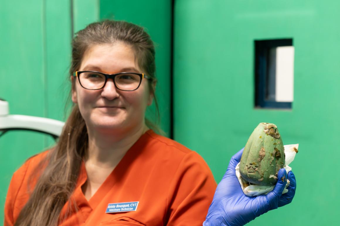 Person in orange uniform holding a green, damaged training toy with blue-gloved hand against a green background.