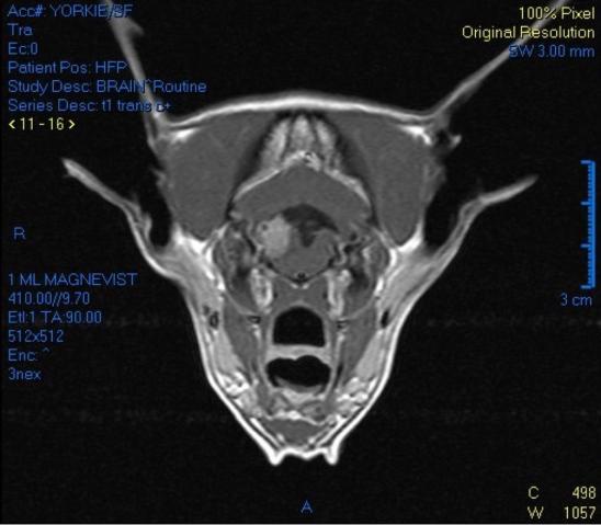 The MRI scan of a Yorkshire Terrier
