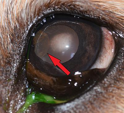 Close up of a dog's eye with pus leaking from it