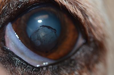 Close up of a Labrador's eye with a dark mass in it 