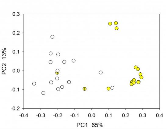 Graph of rat microbiome