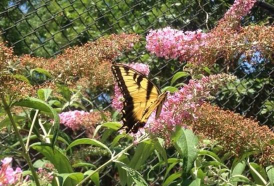 butterfly sitting on a pink flower outdoors