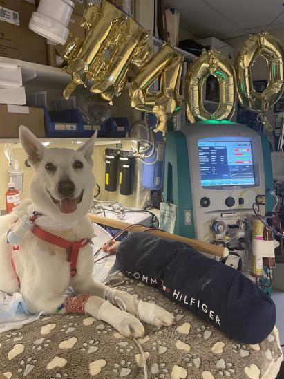 Six-year-old German Shepherd, sitting up on her hospital table being celebrated as the 400th patient to receive a dialysis/extracorporeal therapy treatment at Cummings School’s Foster Hospital. There are gold balloons hanging over her with the numbers 400.